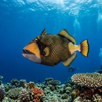 Titan triggerfish with olive-green and yellow-scaled body, dark face mask, and bold white chin patch swimming over a coral reef.