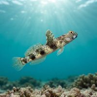 Fan Shrimpgoby