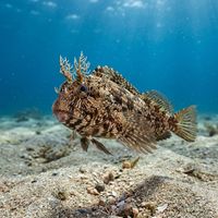 Tompot blenny with brown banded body and branched head tentacles perched in a rocky reef crevice.