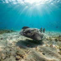 Torpedo ray resting on sandy seafloor, showing a rounded disc-shaped body with smooth greyish-brown skin and a thick tail.
