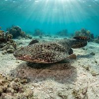Marbled Electric Ray