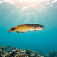 Southern Hulafish