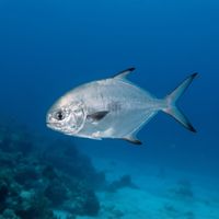 Adult pompano with silvery flanks and a deep, laterally compressed body swimming over open water.
