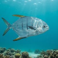 Gafftopsail Pompano