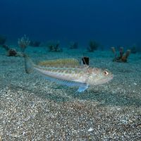 Greater weever half-buried in sandy seabed with brown mottled body and raised dark dorsal fin.