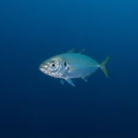 Jack Mackerel