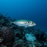 Pacific Jack Mackerel