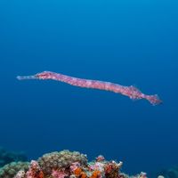 Bentstick Pipefish