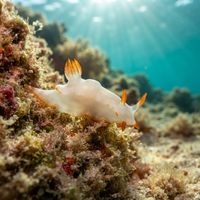 Orange-edged Pump Dorid