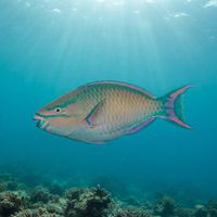 Tricolor Parrotfish
