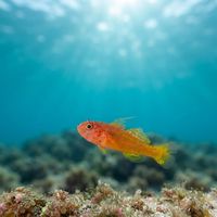 Pimple Pygmygoby