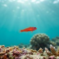 Redlined Pygmy Goby