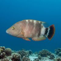 Tripletail Wrasse (Cheilinus trilobatus) underwater