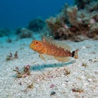 Small black-faced blenny perched on encrusted rock, pale mottled body with a dark facial patch.