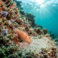 Tritonia Exsulans