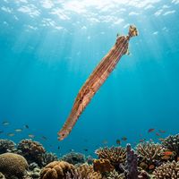 Trumpetfish with elongated tubular body and mottled brown colouration hovering diagonally above a rocky reef.