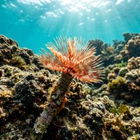 Tube worm with feathery colourful radioles extended from a white calcified tube on a rocky reef.