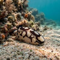Tubulophilinopsis pilsbryi headshield slug crawling on dark sandy reef substrate.