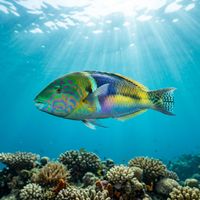 Turkish Wrasse adult male showing vivid green and blue body with pinkish-orange facial patterning, swimming over a rocky Mediterranean reef.