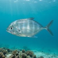 Bluefin Kingfish