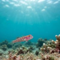 Twin Dwarfgoby