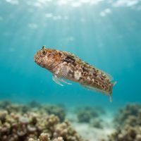 Two-eyed Blenny