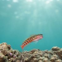Twocoat Coralblenny