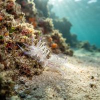 Unidentia sandramillenae