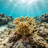 Upside Down Jellyfish