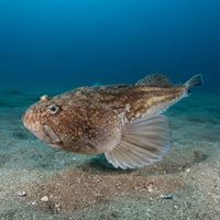 Stargazer fish with a mottled brown body buried in sand, only its upturned eyes and wide mouth visible.