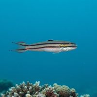 Twostripe Goby