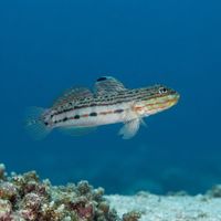 Longfinned Goby
