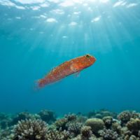 Dollfus' Goby