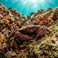 Swimming Crab