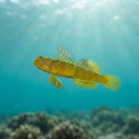Ventral-barred Shrimpgoby