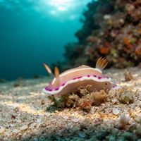 White-stripe Rainbow Dorid