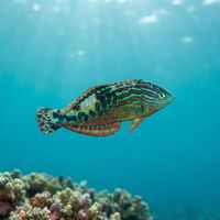 Vermiculate Wrasse