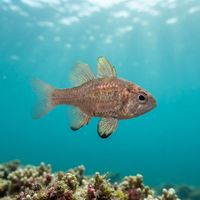 Southern Cardinalfish