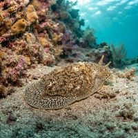 Warty Pleurobranch