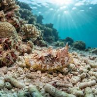 Warty Sea Slug