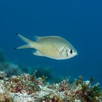 Weber's Chromis