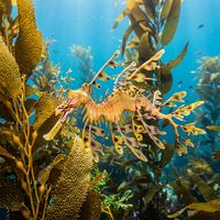 Weedy seadragon with reddish-orange body, blue and yellow markings, and leaf-like skin appendages drifting over kelp reef.