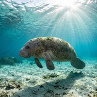 West Indian manatee, a large grey torpedo-shaped mammal with a paddle-like tail, gliding slowly through shallow greenish water near submerged vegetation.