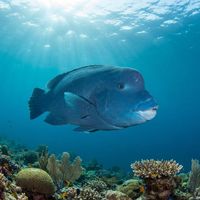 Western Blue Groper
