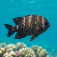 Western Scalyfin