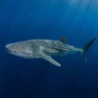 Whale shark with grey skin covered in white spots and pale stripes swimming in open blue water.