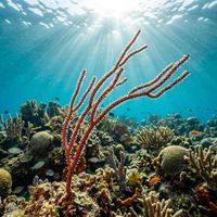 Whip Coral