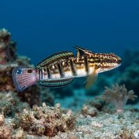 White-barred goby with pale bars and a stocky body resting on sand beside reef rubble.