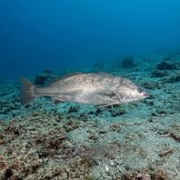 White Seabass