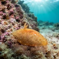 White-speckled Sponge Dorid